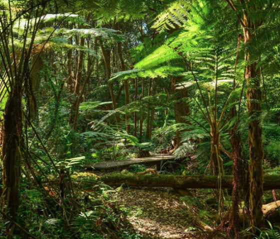 Anniversaire Jungle à domicile - 3/12 ans - Paris et IDF