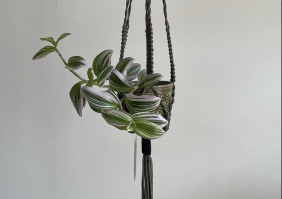 Atelier double Porte-Plante en macramé - 10/99 ans - Toulouse 31