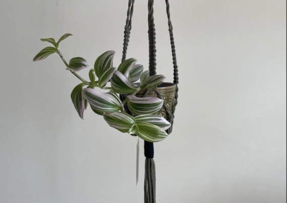 Atelier double Porte-Plante en macrame - Toulouse 31