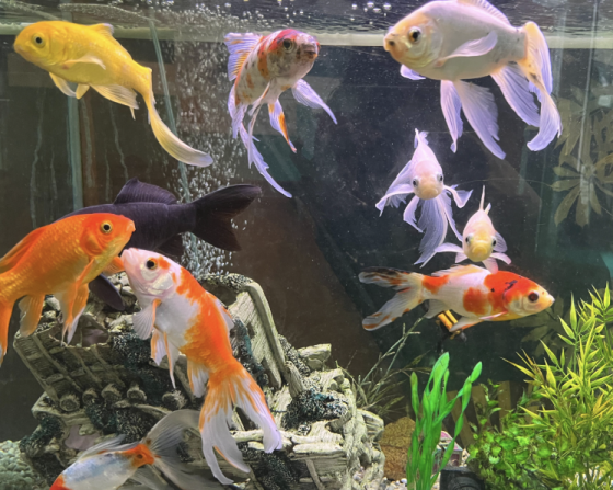 Ateliers Nature (en Famille) - 7/99 ans - Levallois 92