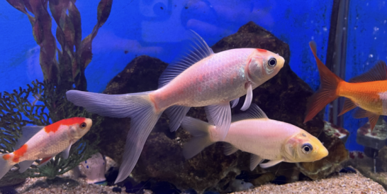 Ateliers Nature (en Famille) - 7/99 ans - Levallois 92