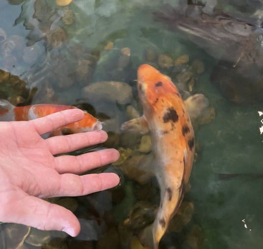 Ateliers Nature (en Famille) - 7/99 ans - Levallois 92