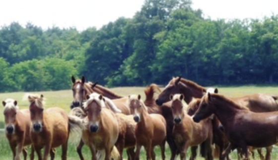 Colonie de vacances - 6 à 15ans - Ferme d’Otefond