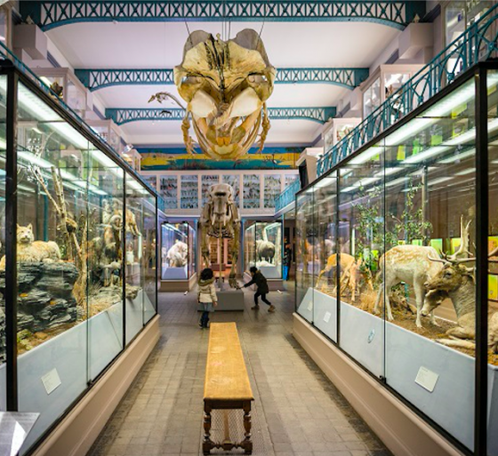 Musée d’ histoire naturelle - Ateliers de modelage - Lille 59