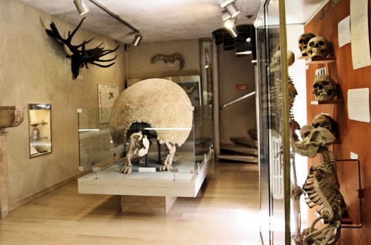 Musée d’histoire naturelle Dijon 21