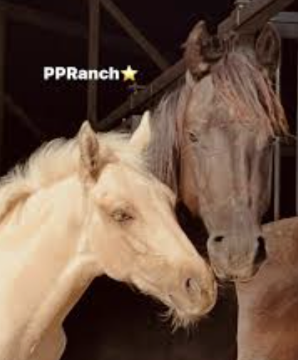 Stage je découvre les animaux du Ranch - 6/14 ans - 03 Deneuille Les Mines