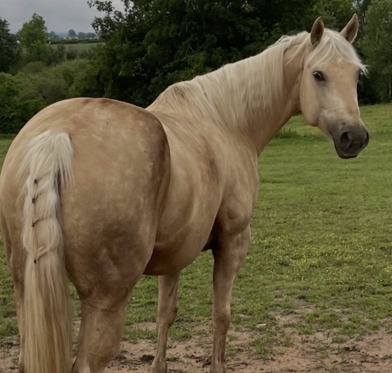 Stage je découvre les animaux du Ranch - 6/14 ans - 03 Deneuille Les Mines